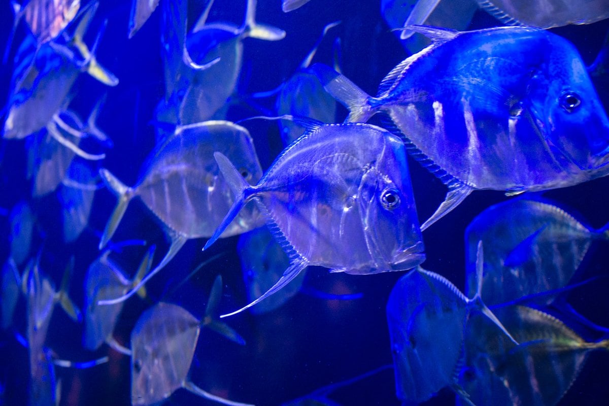 Audubon Aquarium - Gallery Image 6